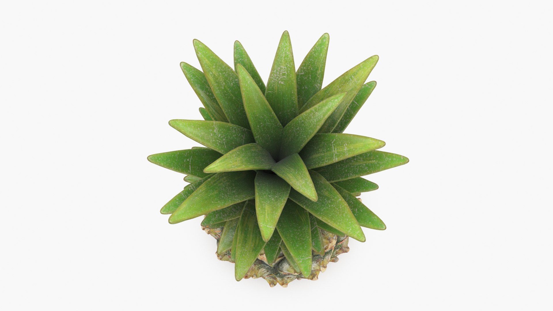 3D Whole Pineapple https://p.turbosquid.com/ts-thumb/Gm/xsoIYr/t8/pineapplepw_b0012/jpg/1687445520/1920x1080/fit_q87/f7aacfe4598dc25daed782f37e001f72c3458b06/pineapplepw_b0012.jpg