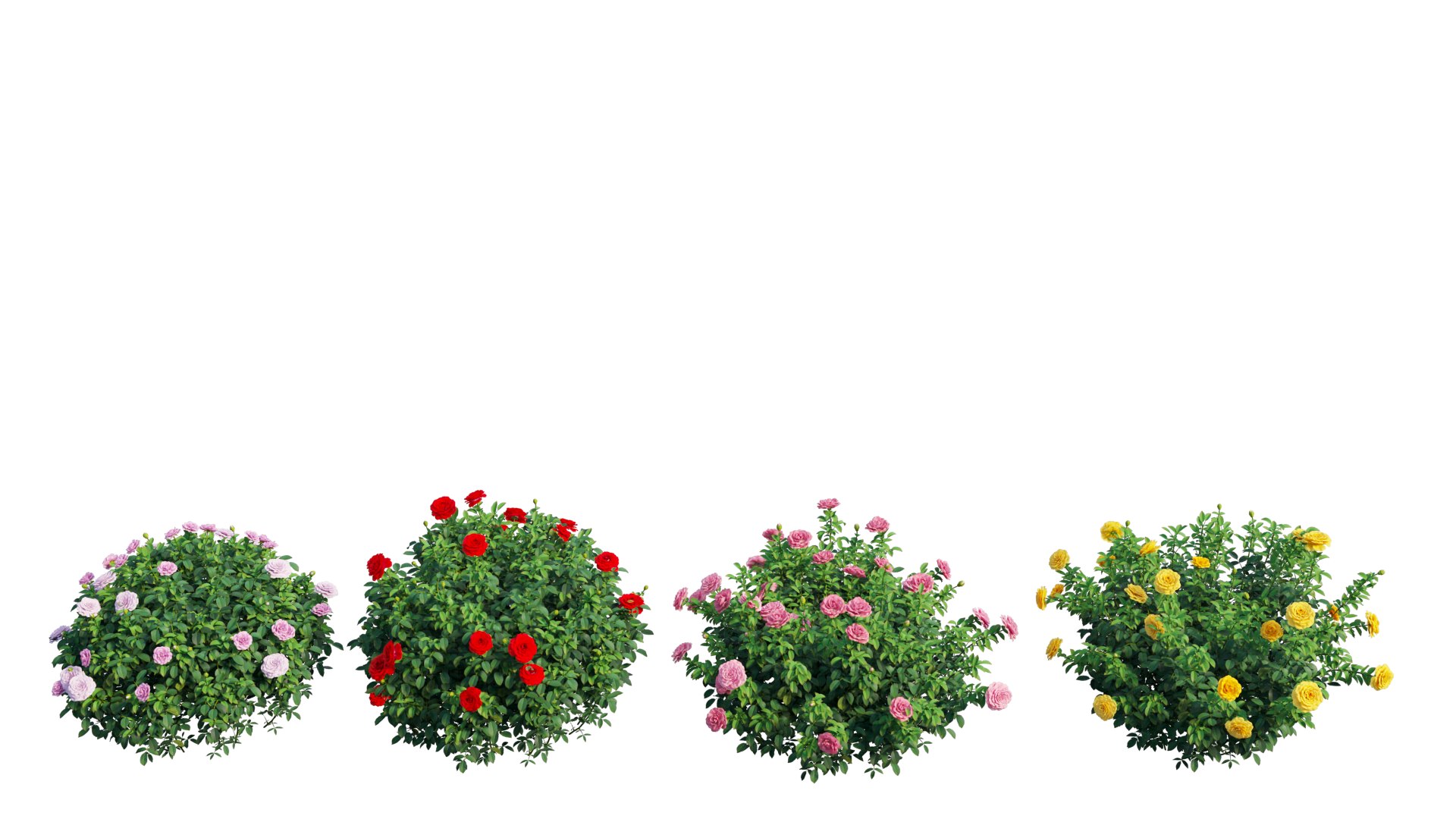 3D Rose Plant Set 53 - TurboSquid 1728186