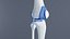 human knee joint ligaments model