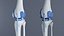 human knee joint ligaments model