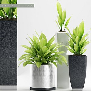 plants set 163