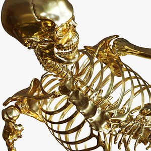 Rigged human skeletons and individual bones