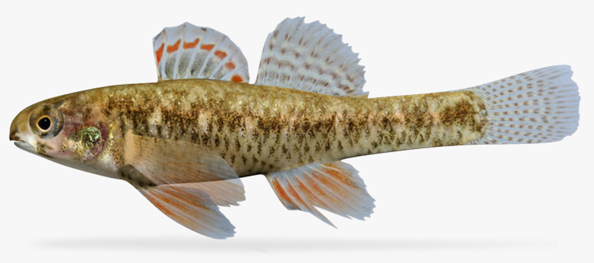 Etheostoma Microperca Darter 3d X
