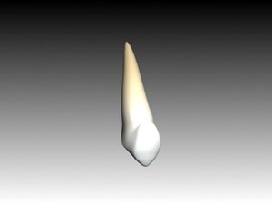 3d max canine maxilar