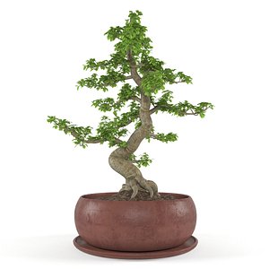 3d ficus tree