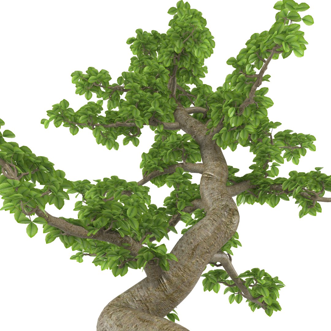3d Ficus Tree