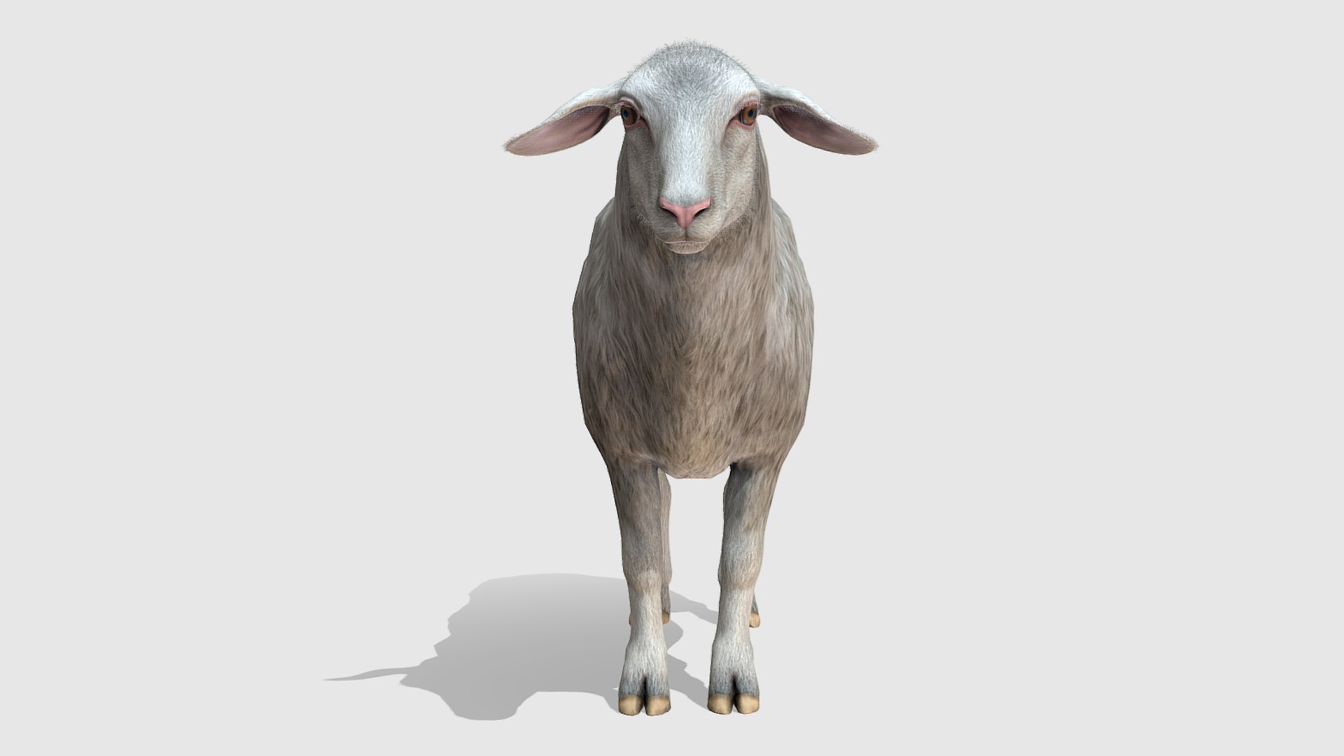 Sheep 3D Model - TurboSquid 1937951