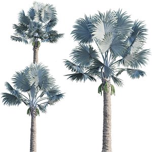 Bismarckia nobilis - Bismarck palm 02