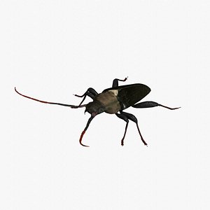 longhorn beetle 3D model