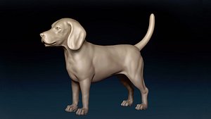 3D Beagle Base Mesh 3D model