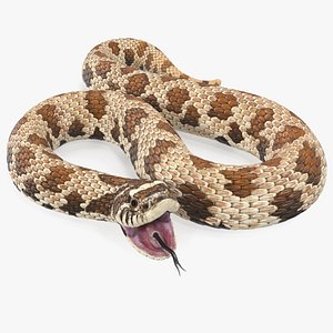 brown hognose snake attack 3D model