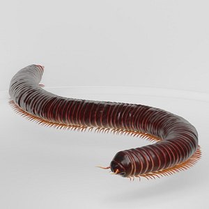 3D model High Detail Realistic Millipede