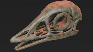 archaeopteryx skull 3D