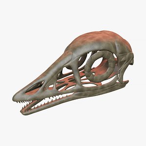 archaeopteryx skull 3D