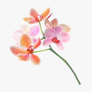 3d c4d orchid laying -