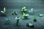 set plants 3D