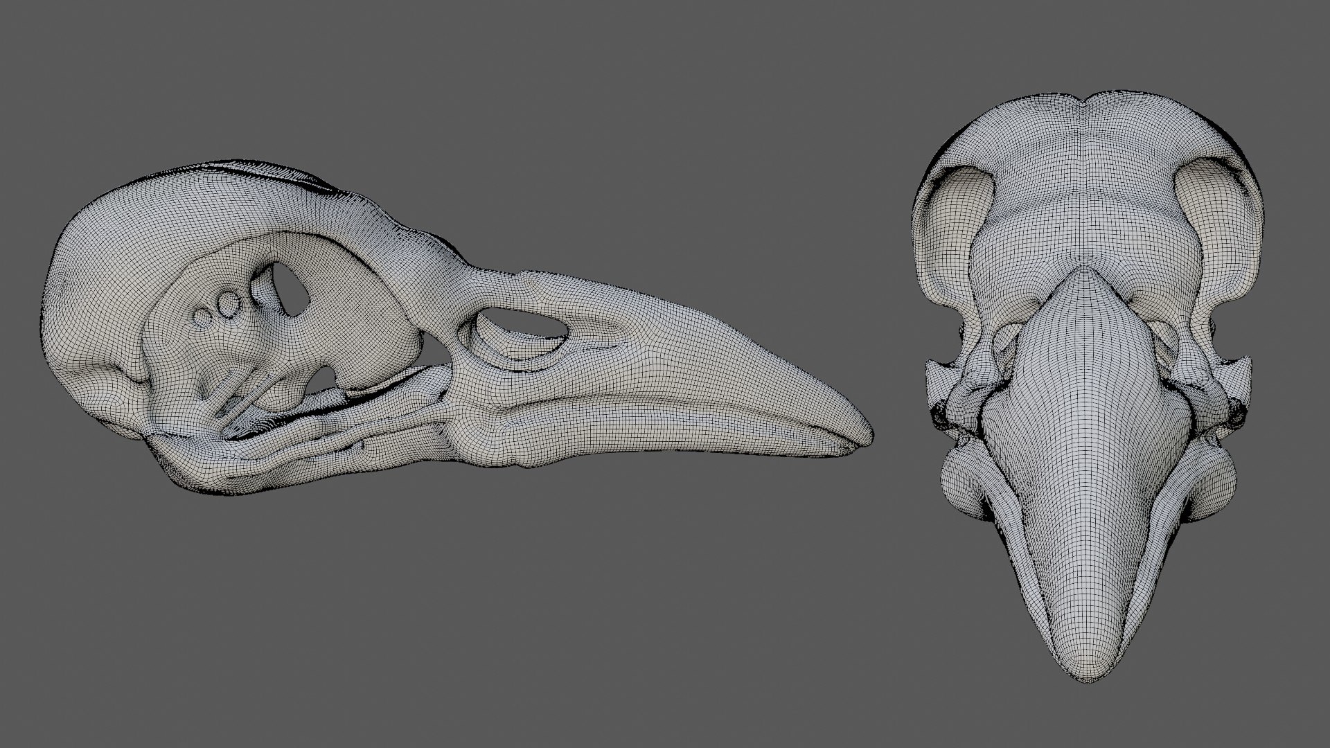 3D Raven Crow Skull https://p.turbosquid.com/ts-thumb/Go/aUZNQC/VW/110/jpg/1628027218/1920x1080/fit_q87/bc4e5f8e1ca1c3bfc88825dc285fbb9333ad26e9/110.jpg