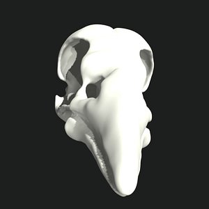3D Raven Crow Skull