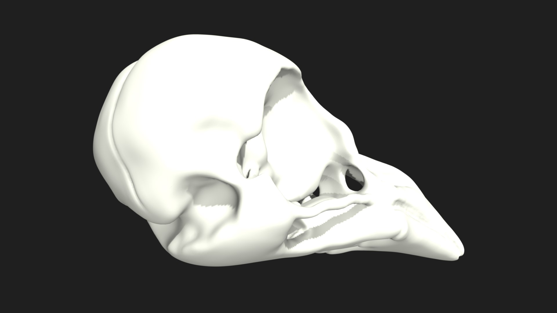 3D Raven Crow Skull - TurboSquid 1769135