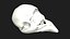Raven Crow Skull