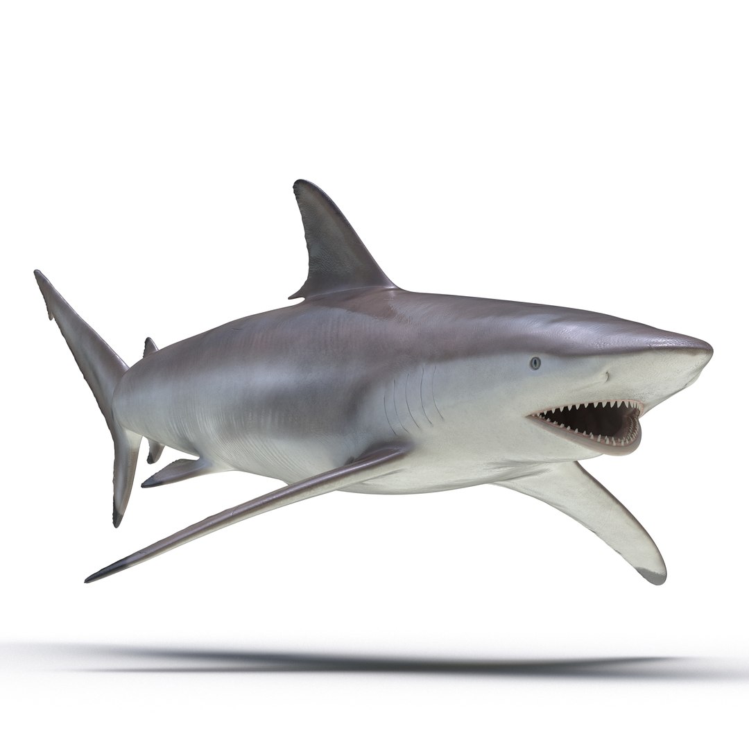 Spinner Shark Rigged 3D Model 3D model preview