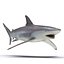 Spinner Shark Rigged 3D Model