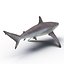 Spinner Shark Rigged 3D Model