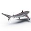 Spinner Shark Rigged 3D Model