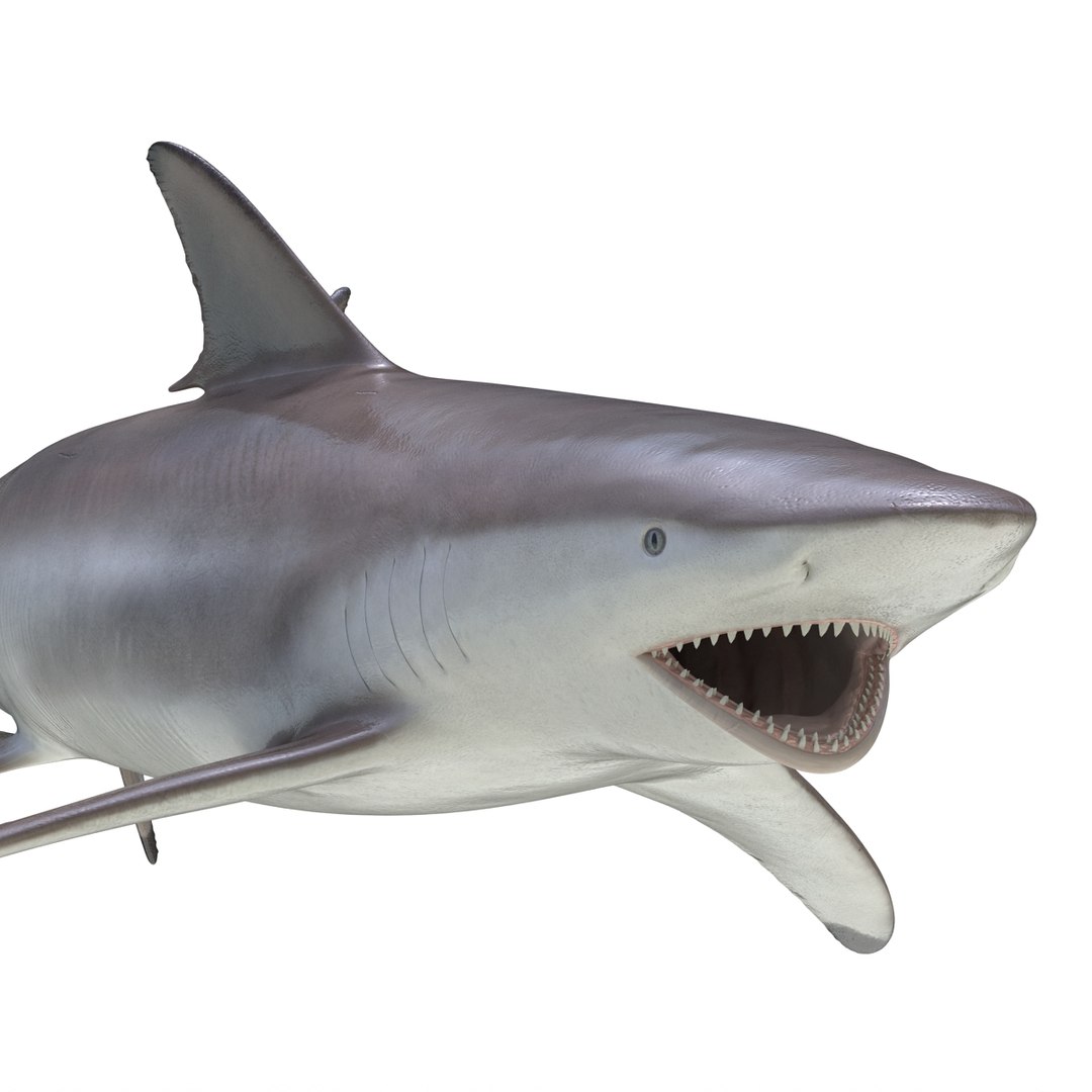 max spinner shark rigged https://p.turbosquid.com/ts-thumb/Go/c2AKKi/G3hQbbJH/spinnersharkrigged3dmodel27/jpg/1449160740/1920x1080/fit_q87/1d1b1f5449564aea593722ae77fc8a8e189e03d6/spinnersharkrigged3dmodel27.jpg