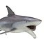 Spinner Shark Rigged 3D Model