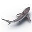 Spinner Shark Rigged 3D Model