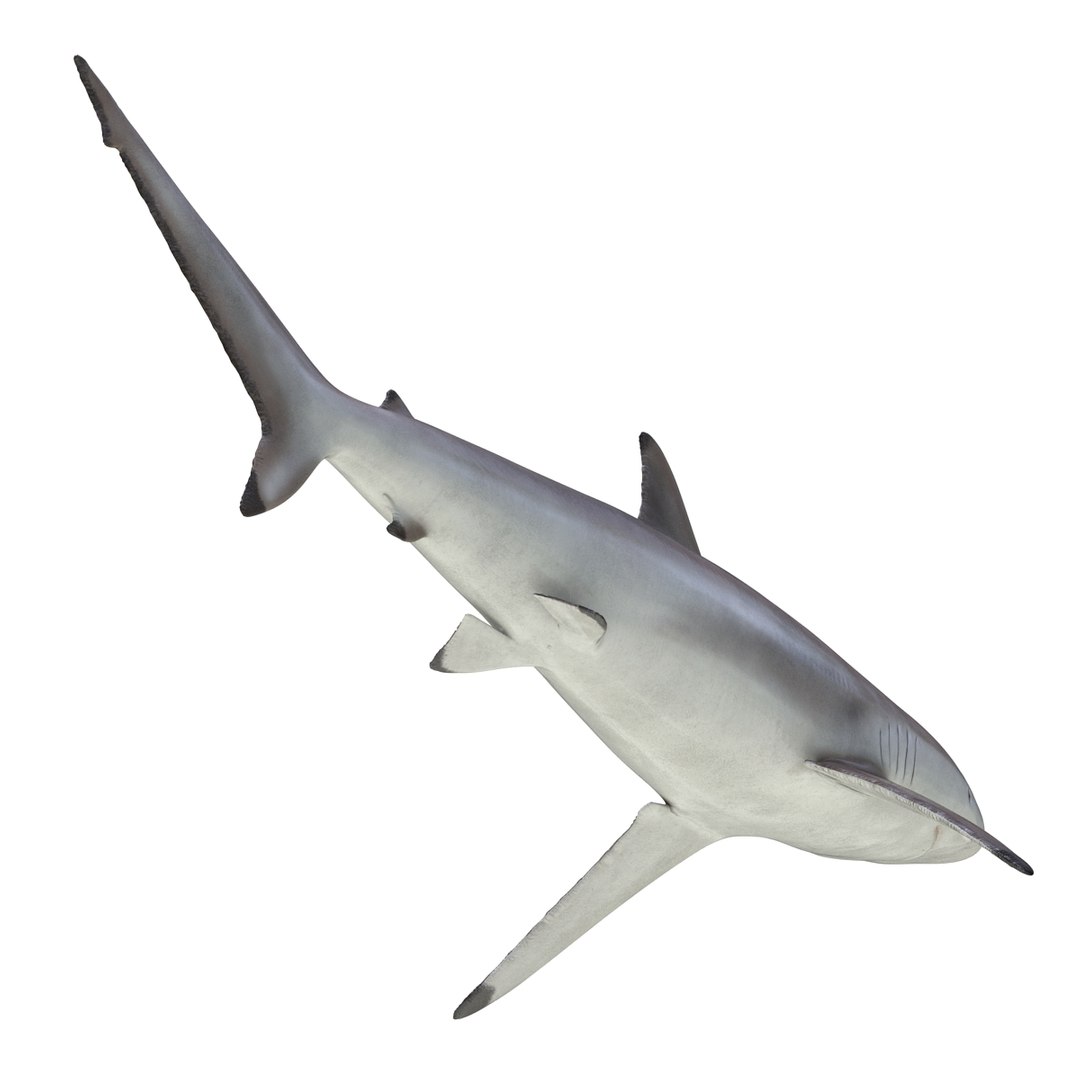 max spinner shark rigged https://p.turbosquid.com/ts-thumb/Go/c2AKKi/JDbEGBiv/spinnersharkrigged3dmodel19/jpg/1449160739/1920x1080/fit_q87/4008712b650bc7245fc799bbe71bc4f28b8430f5/spinnersharkrigged3dmodel19.jpg
