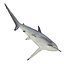 Spinner Shark Rigged 3D Model