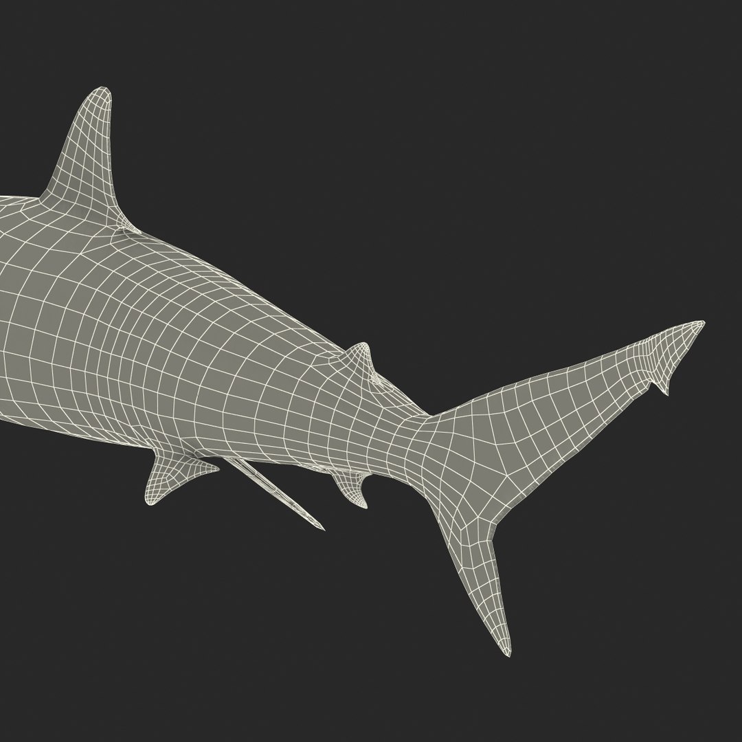 max spinner shark rigged https://p.turbosquid.com/ts-thumb/Go/c2AKKi/MVf89zzb/spinner_shark_rigged_051/jpg/1449160745/1920x1080/fit_q87/57852b8fbff2481105ebb4df35c164cb6c86c199/spinner_shark_rigged_051.jpg