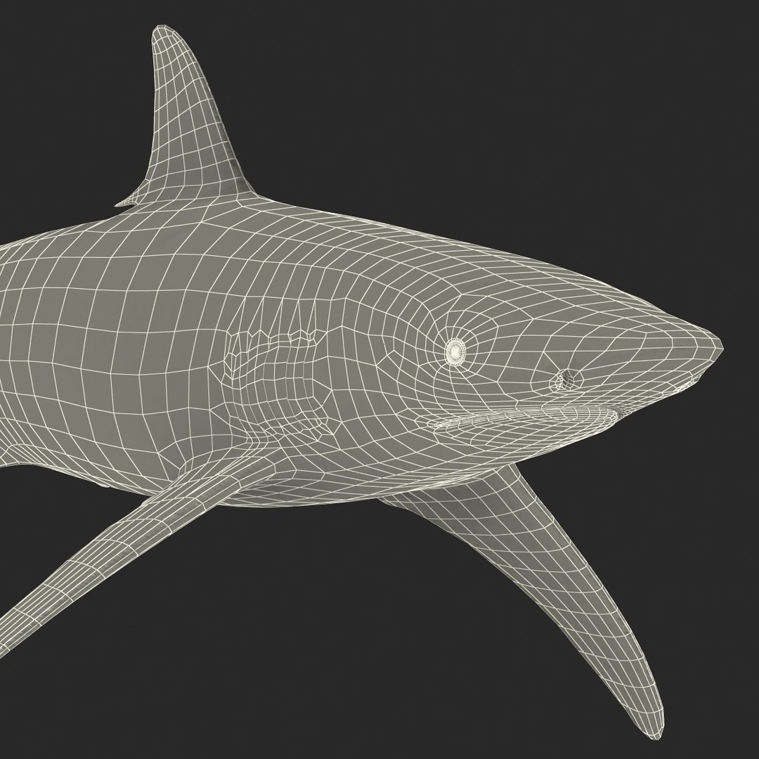 max spinner shark rigged https://p.turbosquid.com/ts-thumb/Go/c2AKKi/N92bAIZC/spinner_shark_rigged_049/jpg/1449160745/1920x1080/fit_q87/336ee4446171e6a082a748b67f1b98f19fba4b33/spinner_shark_rigged_049.jpg