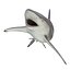 Spinner Shark Rigged 3D Model