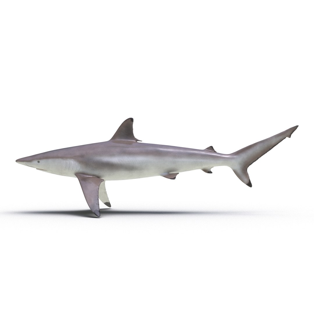 max spinner shark rigged https://p.turbosquid.com/ts-thumb/Go/c2AKKi/WHqXYJre/spinnersharkrigged3dmodel03/jpg/1449160738/1920x1080/fit_q87/c36ba01b0fcf9d2e21f8805371d917e341053e70/spinnersharkrigged3dmodel03.jpg