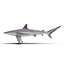 Spinner Shark Rigged 3D Model