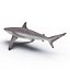 Spinner Shark Rigged 3D Model