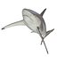 Spinner Shark Rigged 3D Model