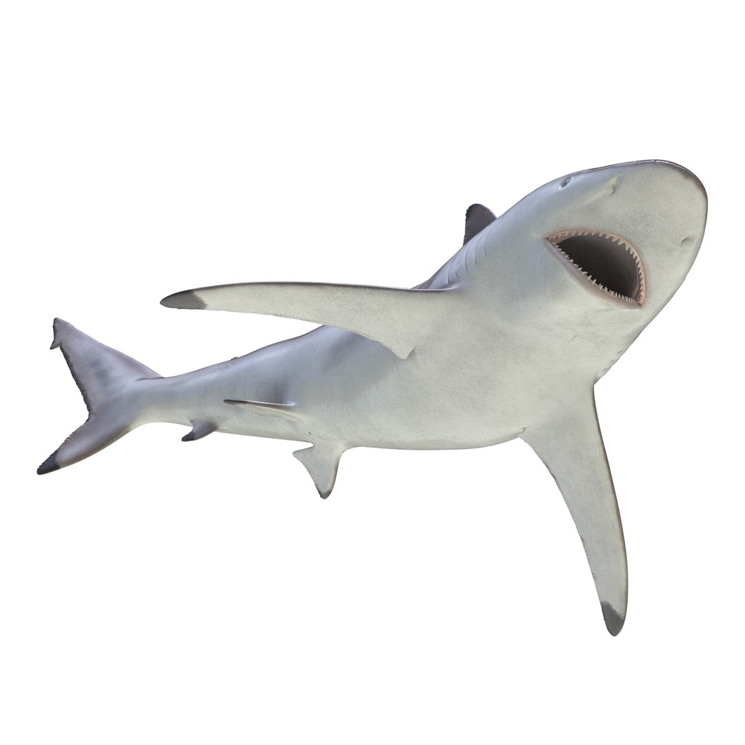 max spinner shark rigged https://p.turbosquid.com/ts-thumb/Go/c2AKKi/aaP8Scwd/spinnersharkrigged3dmodel21/jpg/1449160740/1920x1080/fit_q87/c443633487e86cdd2ef2b3bf01a1cdce88f66b2f/spinnersharkrigged3dmodel21.jpg