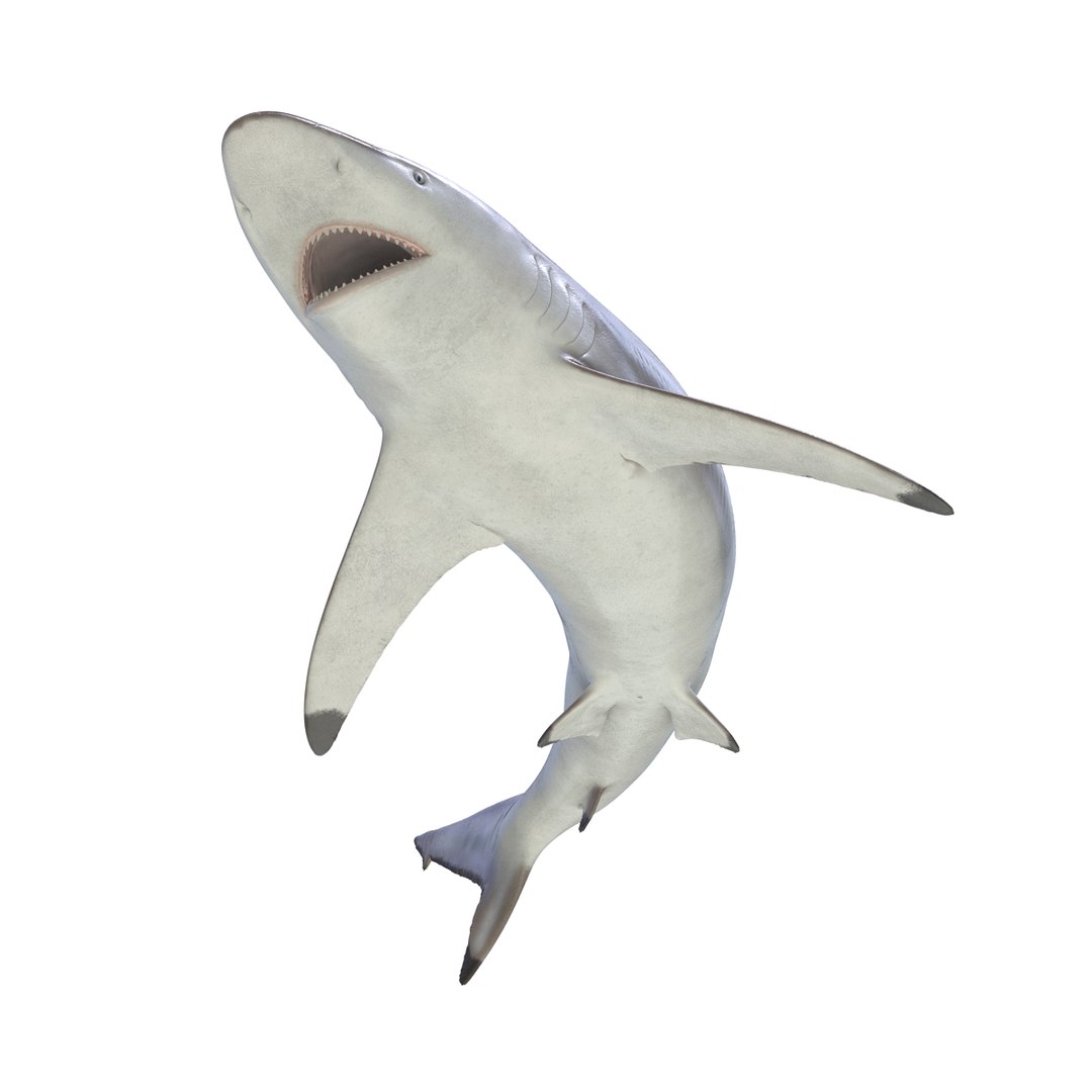 max spinner shark rigged https://p.turbosquid.com/ts-thumb/Go/c2AKKi/b5R7pGmV/spinnersharkrigged3dmodel18/jpg/1449160739/1920x1080/fit_q87/3f207b1b03627086b57fad061d74d173434d7143/spinnersharkrigged3dmodel18.jpg