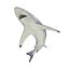 Spinner Shark Rigged 3D Model