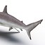 Spinner Shark Rigged 3D Model