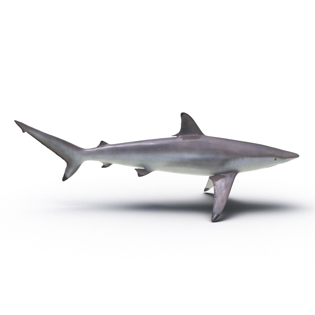 max spinner shark rigged https://p.turbosquid.com/ts-thumb/Go/c2AKKi/g5M5lC4d/spinnersharkrigged3dmodel06/jpg/1449160739/1920x1080/fit_q87/7138301f1eb83b79e1c7da3cb9b2a993726b70c8/spinnersharkrigged3dmodel06.jpg