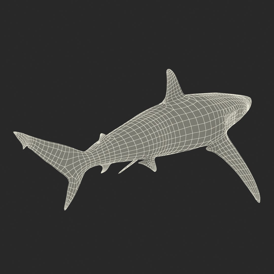 max spinner shark rigged https://p.turbosquid.com/ts-thumb/Go/c2AKKi/tjhnUxYW/spinnersharkrigged3dmodel38/jpg/1449160741/1920x1080/fit_q87/806314702eeb920f1f3f3fec2a8d09f9fefc317c/spinnersharkrigged3dmodel38.jpg