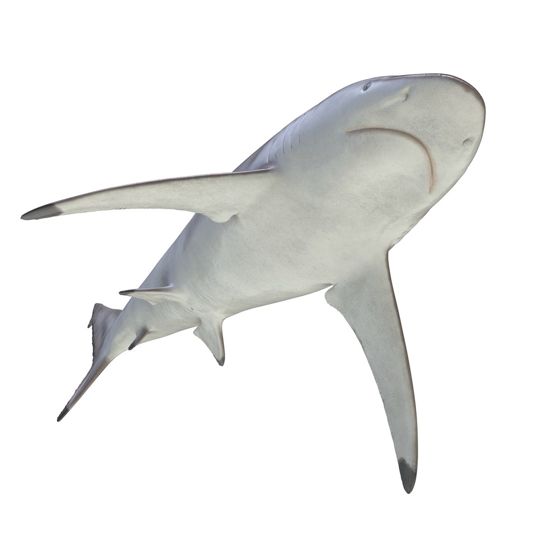 max spinner shark rigged https://p.turbosquid.com/ts-thumb/Go/c2AKKi/ugCrLoRt/spinnersharkrigged3dmodel20/jpg/1449160740/1920x1080/fit_q87/4fe370631114631ac3d27ea04e7a70471df07681/spinnersharkrigged3dmodel20.jpg