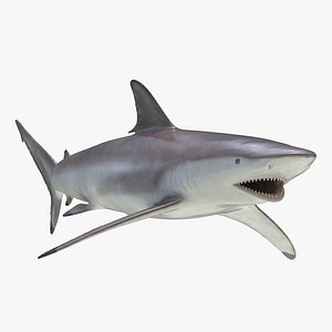 max spinner shark rigged