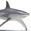 Spinner Shark Rigged 3D Model