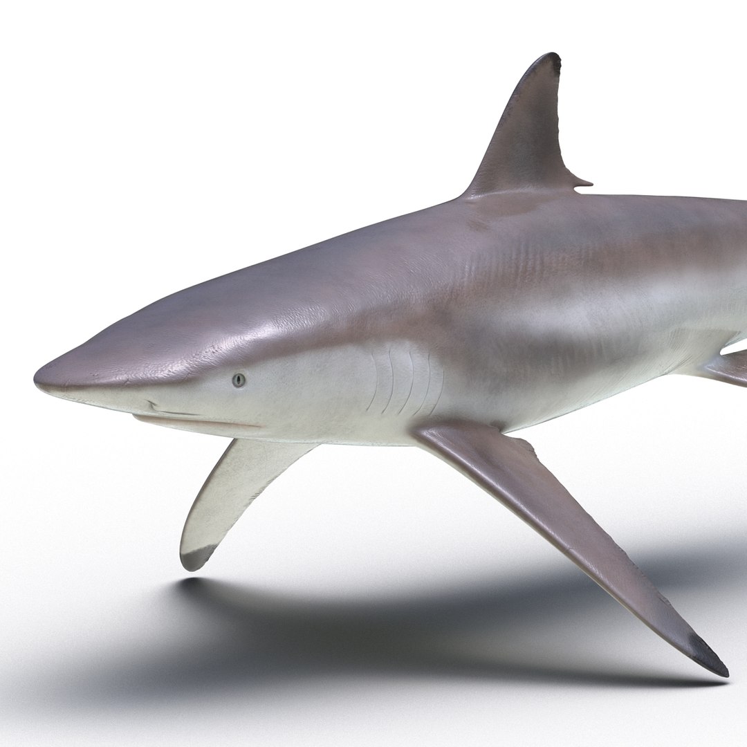 max spinner shark rigged https://p.turbosquid.com/ts-thumb/Go/c2AKKi/zGoOLrof/spinnersharkrigged3dmodel25/jpg/1449160740/1920x1080/fit_q87/cbefd54480fc82b838231f7d27ef6e6220b1ec3d/spinnersharkrigged3dmodel25.jpg
